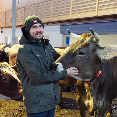Bauer streichelt Kuh in einem Stall mit mehreren anderen Kühen