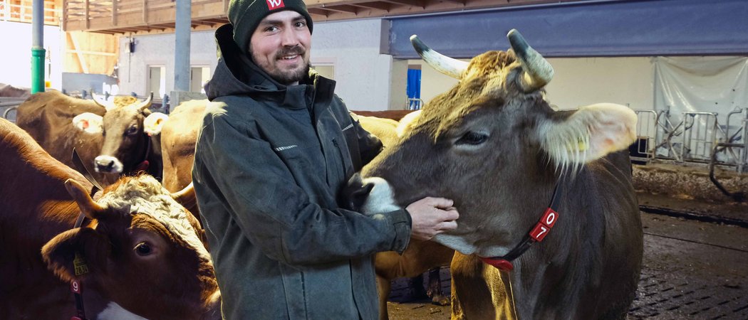 Bauer streichelt Kuh in einem Stall mit mehreren anderen Kühen