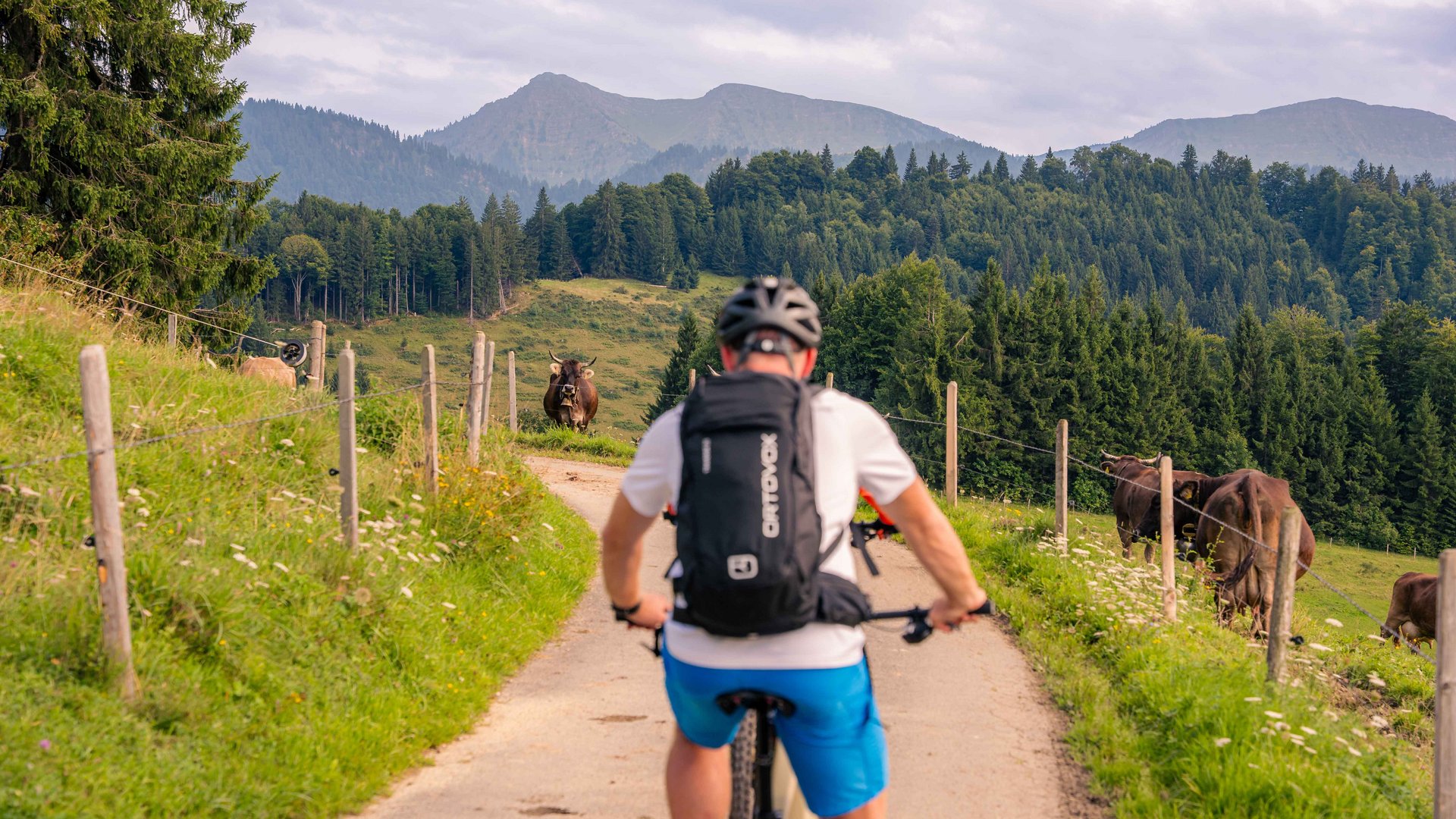 Cyclist on mountain path with cows and forested mountains in the background