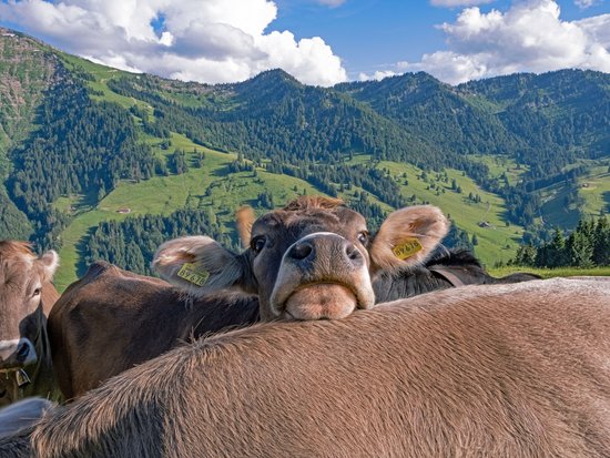 Your sports hotel in Allgäu: Allgäu Sonne