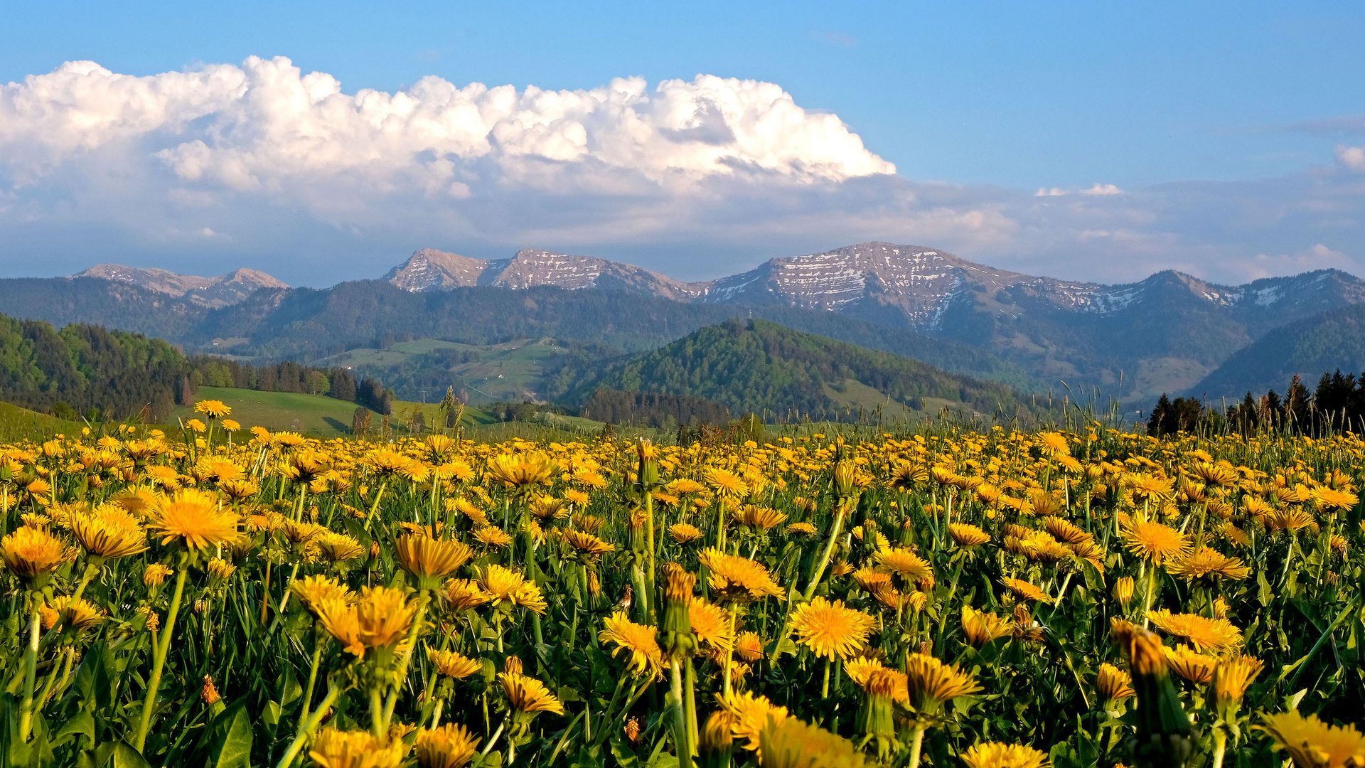 Dandelion field in front of Nagelfluhkette