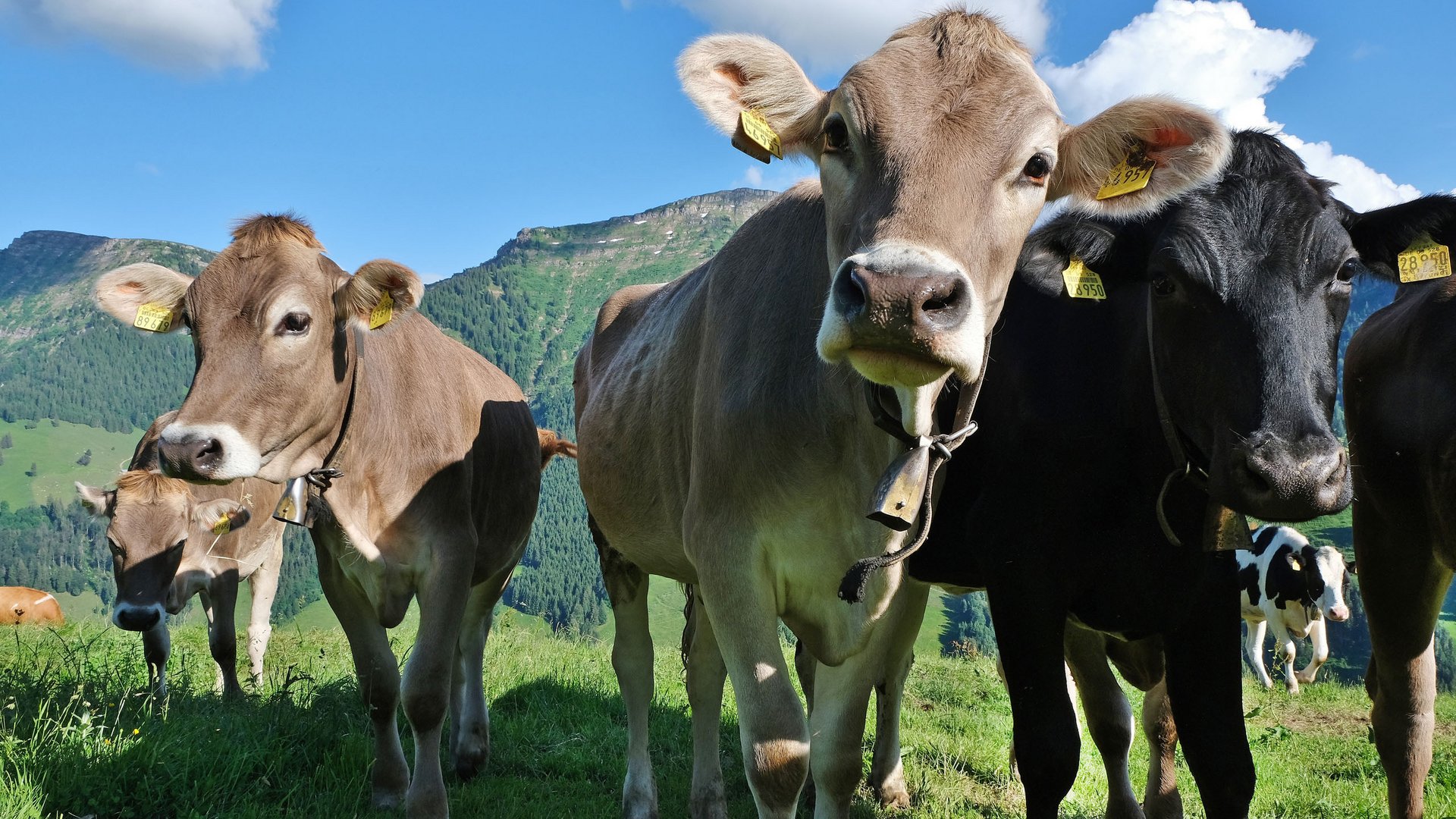 Cows in front of Hochgrat