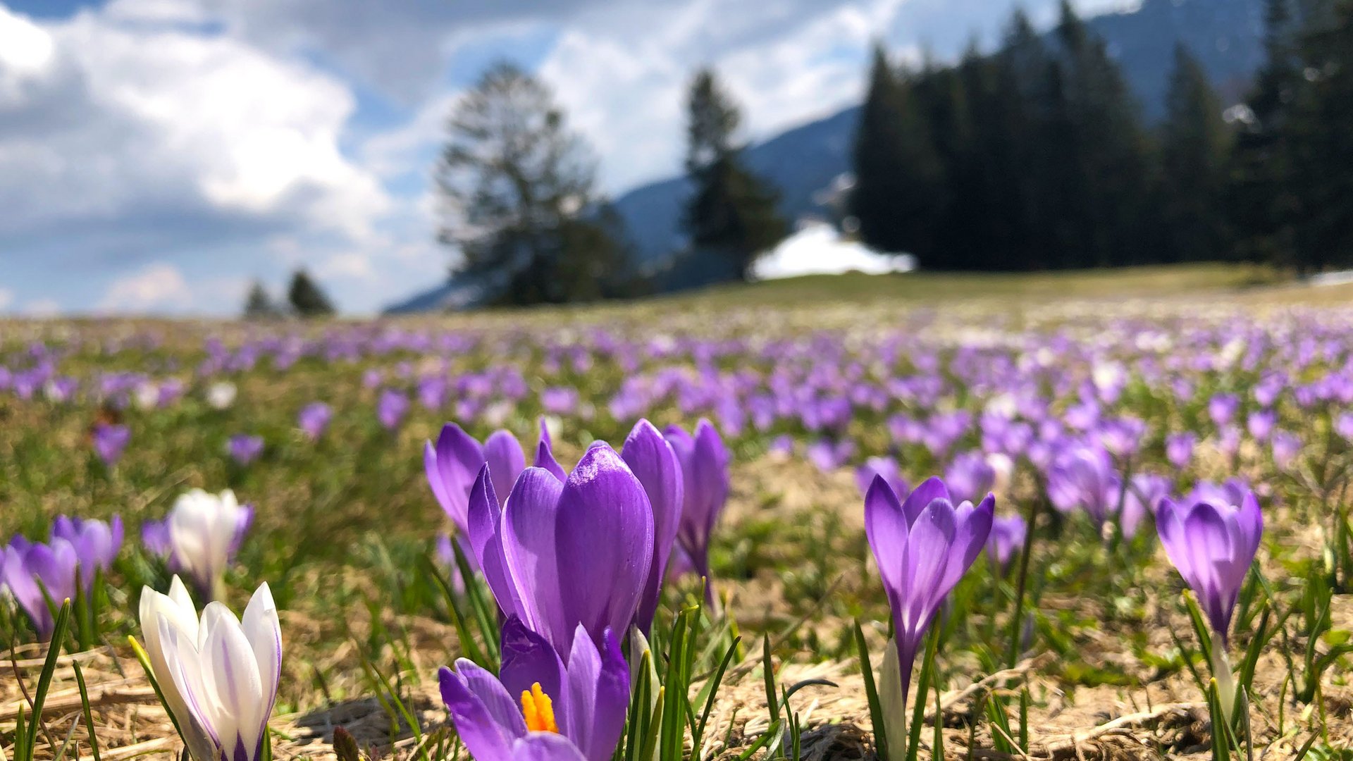 Blue crocuses on the Hündle