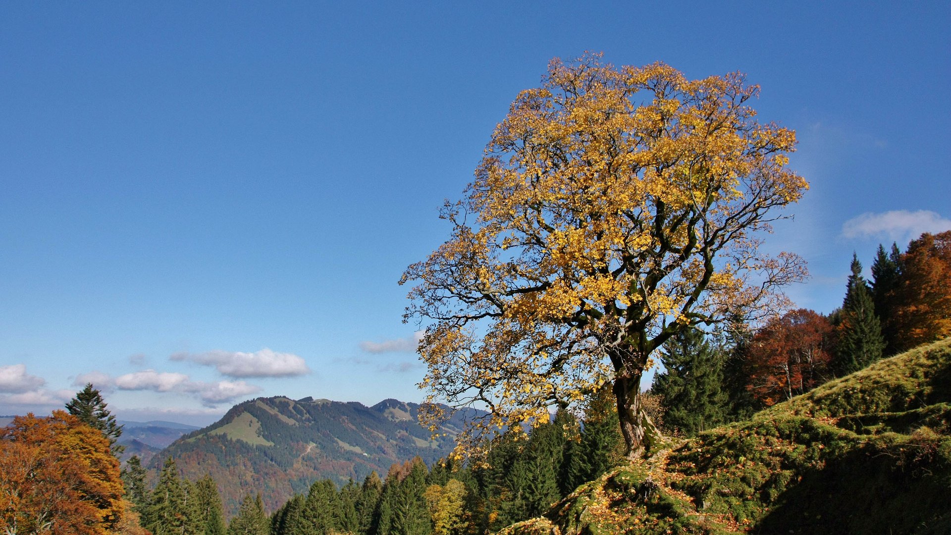 Autumn on the Hochgrat