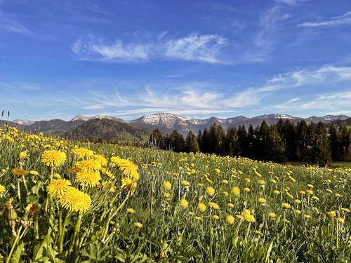 Sportwochen in unserem Fitnesshotel Blumenwiese mit gelben Löwenzahnen vor Bergen und blauem Himmel