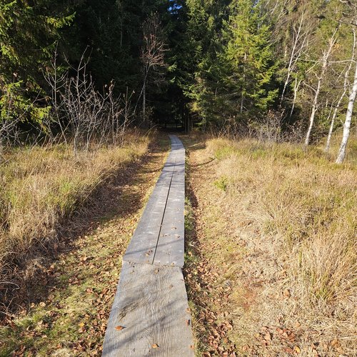 Holzsteg führt durch herbstliche Wiese in einen Nadelwald